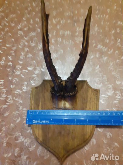 Рога косули, лося