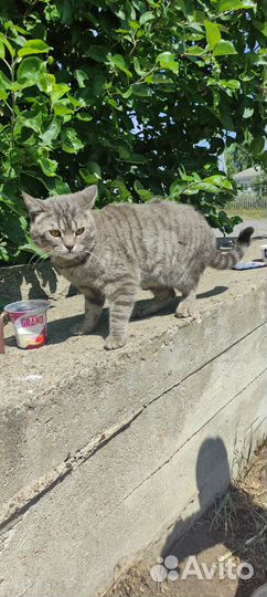 Отдам кота в добрые руки