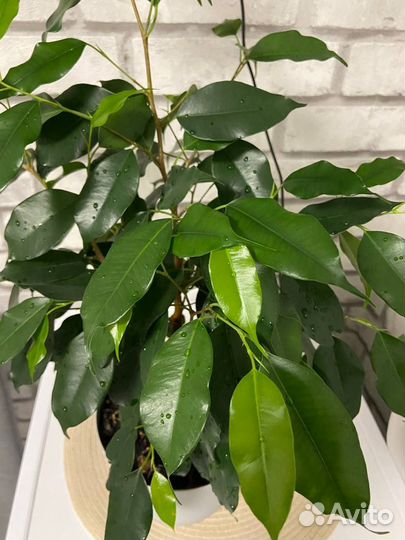 Фикус бенджамина