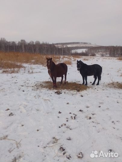 Лошади