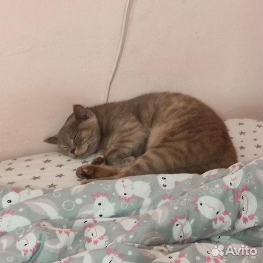 Кошка (возможно) британская