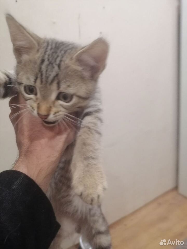 Котёнок в добрые руки, Тюмень