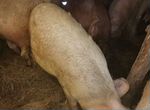 Две супоросные свиноматки, опорос в феврале