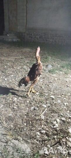 Бойцовая птица