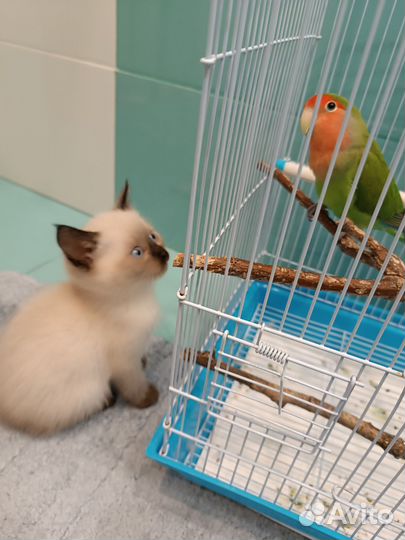 Тайские котята