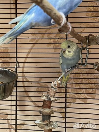 Малыши волнистики