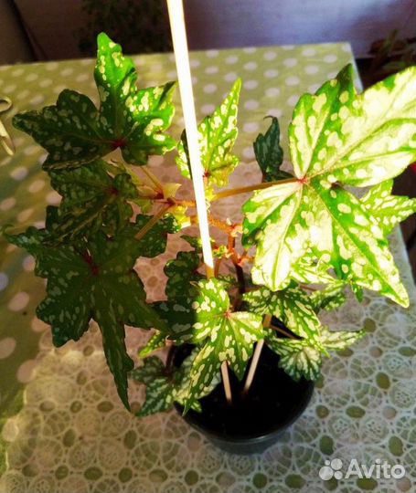 Бегония дрега