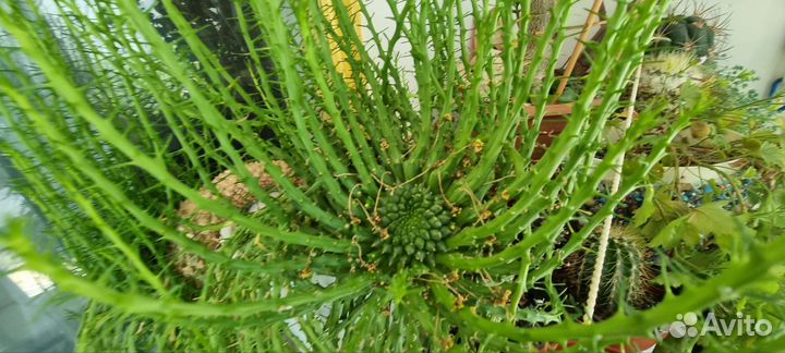 Эуфорбия голова медузы Горгоны