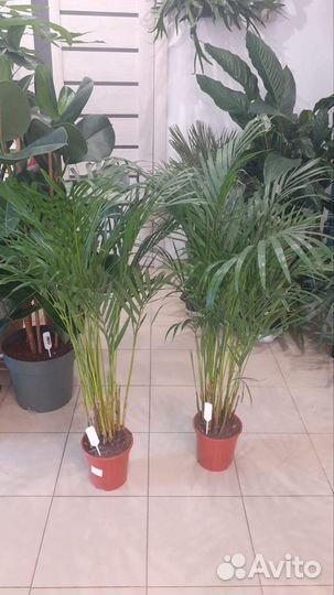 Комнатная пальма Арека
