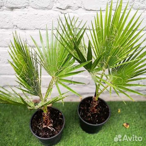 Пальма Вашингтония нитеносная купить в Москве | Товары для дома и дачи ...