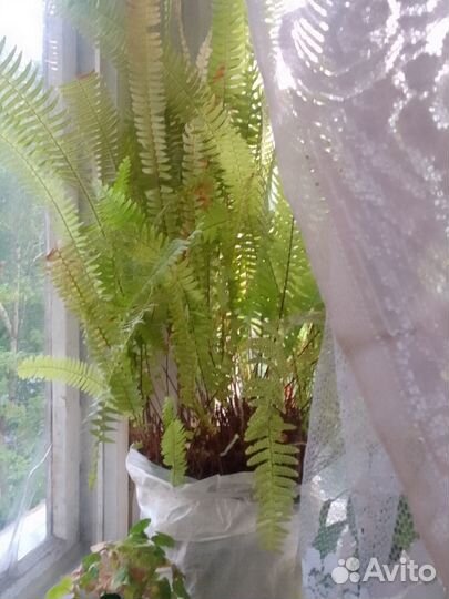 Папоротник комнатный