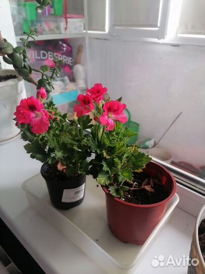 Пеларгония