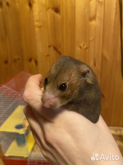 Сирийский хомяк девочка с клеткой