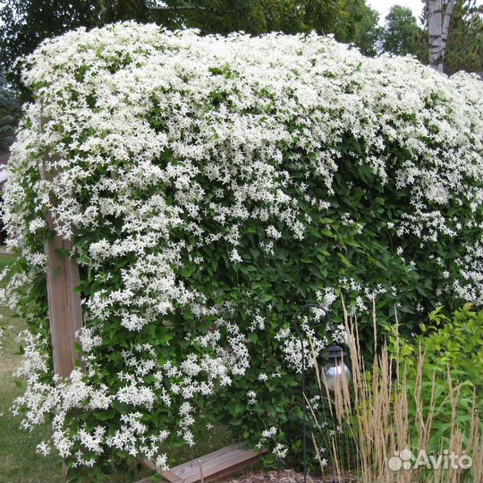 Клематис белый мелкоцветковый
