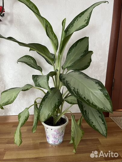 Аглаонема 90см