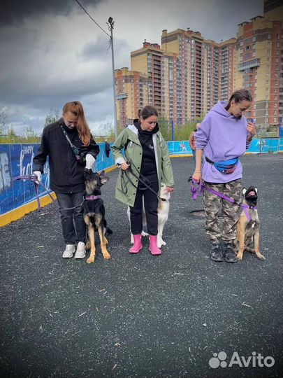 Дрессировка и воспитание собак