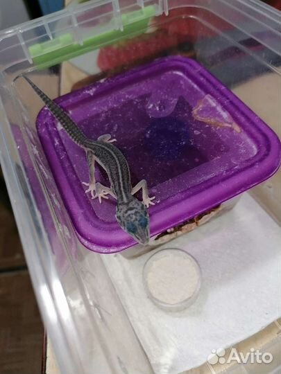 Геккон эублефар