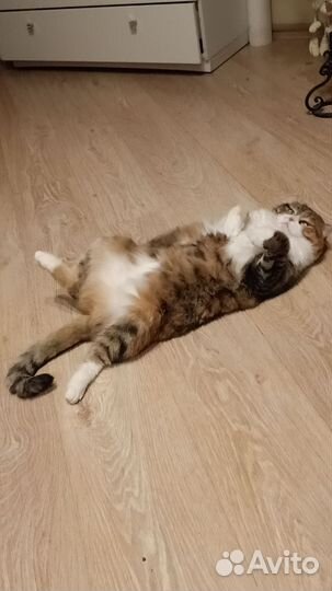 Кошка в дар