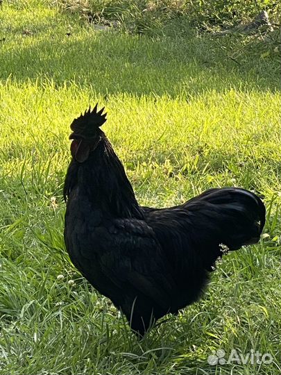 Ухейилюль петух