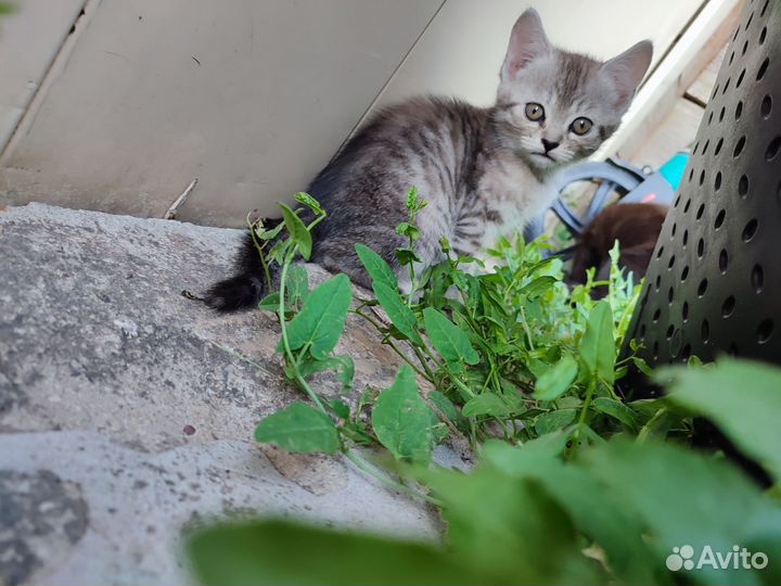 Британская кошка