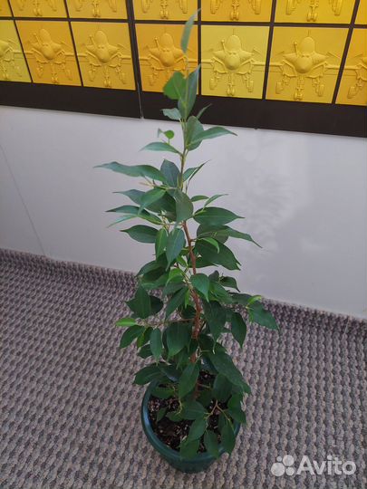 Фикус бенджамина