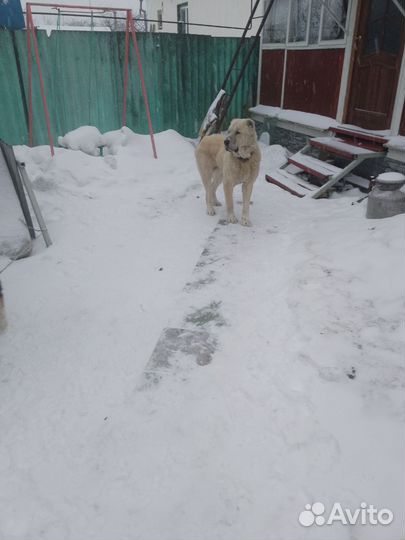 Алабай мальчик 2.5 клеймо документы пишите смс