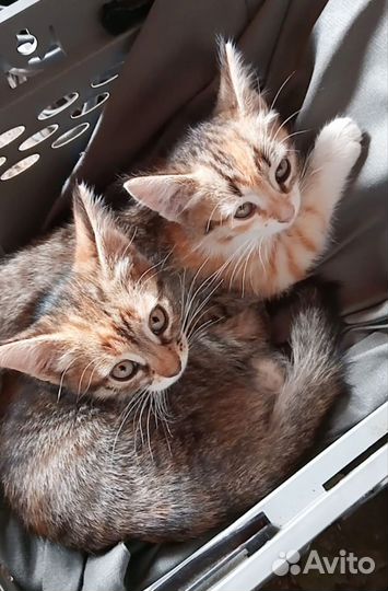 Кошечки в добрые руки