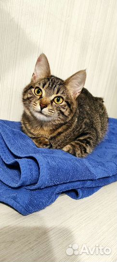 Красивая кошечка, 1 годик, стерилизована