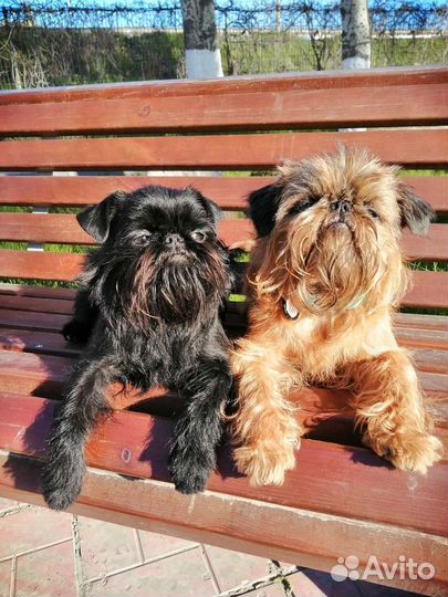 Дрессировка, воспитание и передержка собак.)