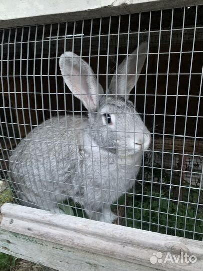 Кролики мясных пород