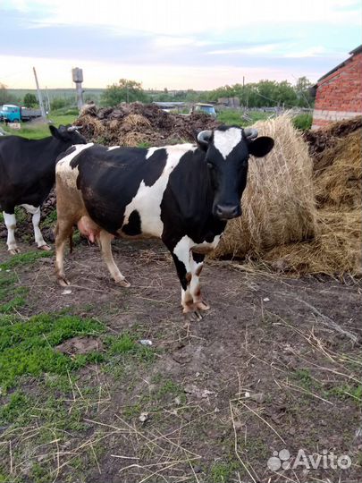 Коровы дойные молочные
