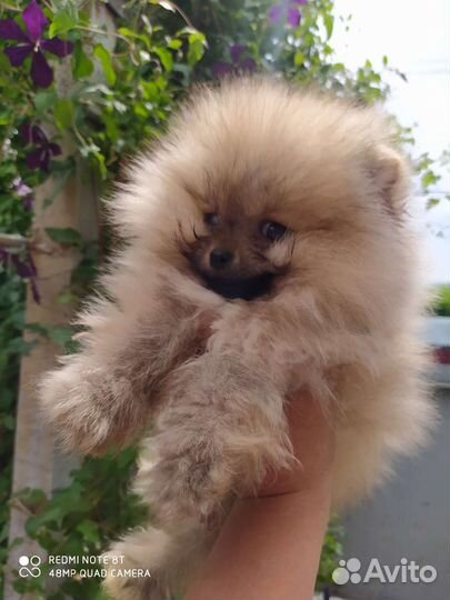Щенки померанского шпица девочки и мальчики