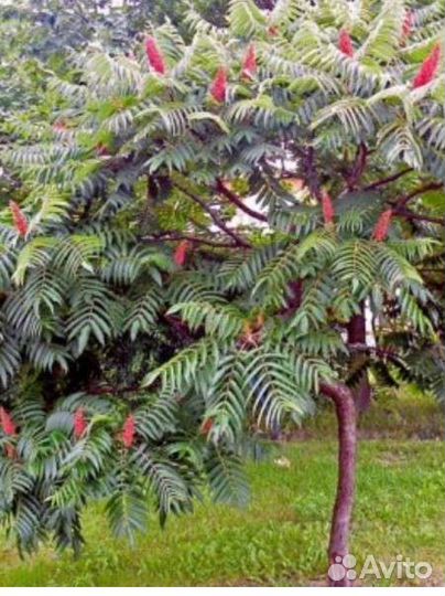 Саженцы сумах оленерогий