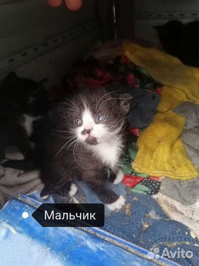 Котята в добрые руки