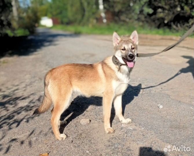 Санни, в добрые руки щенок