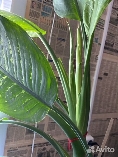 Диффенбахия