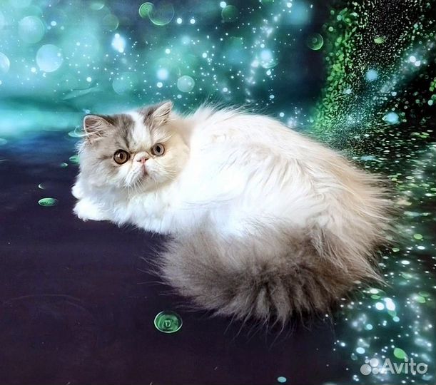 Персидский котенок