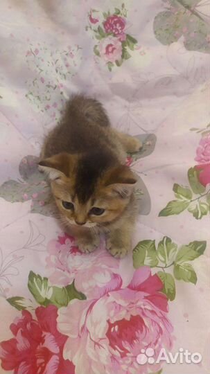 Шотландская прямоухая