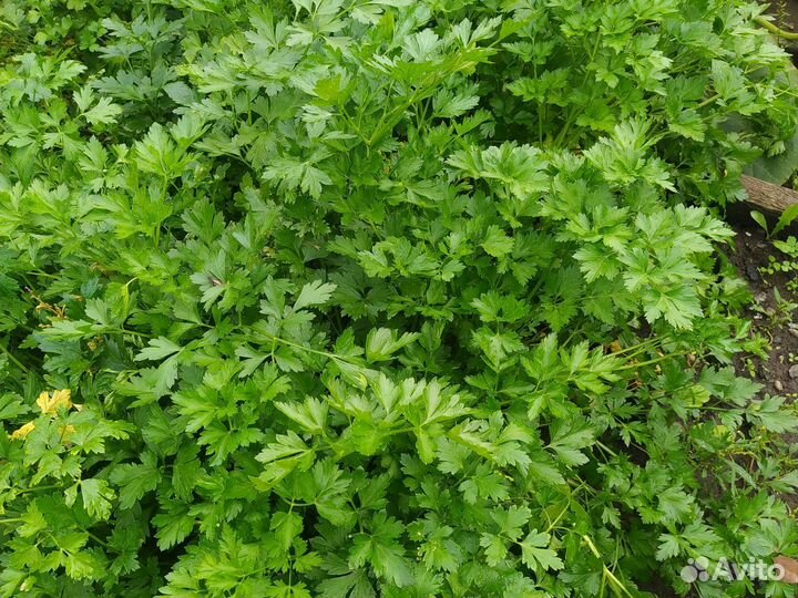 Ранетка желтая