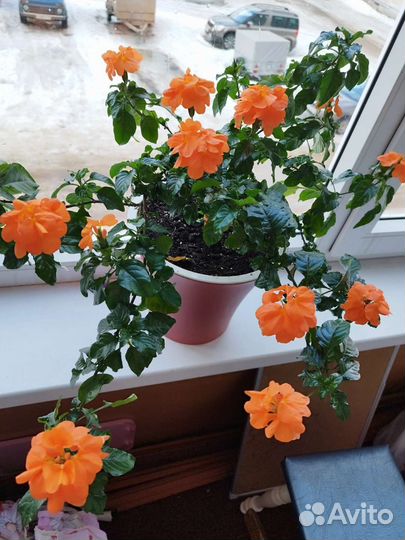 Кроссандра