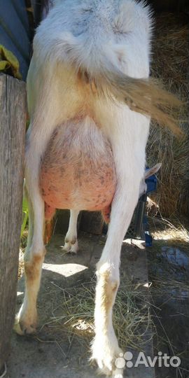 Нубийские козы и козлята