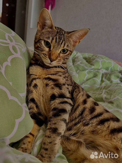 Бенгальская кошка