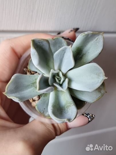 Суккуленты разные