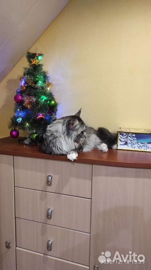 Мейн-кун вязка