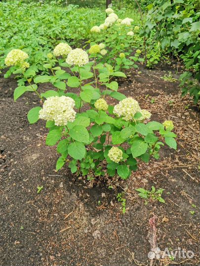 Гортензия большой куст