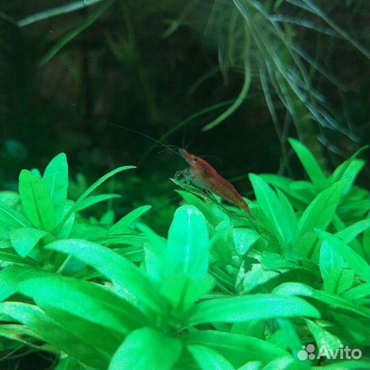 Аквариумные растения, водоросли, креветки