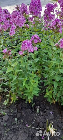 Флоксы многолетние