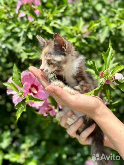 Отдам в добрые руки