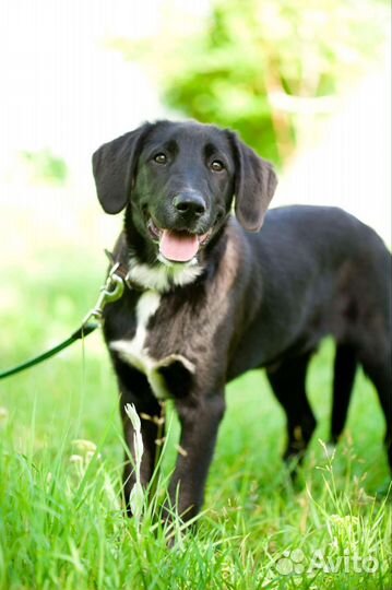 Благородная леди, 5 месяцев, ищет свою судьбу