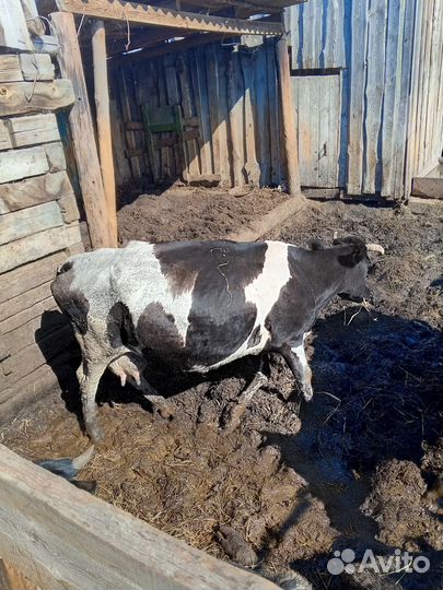 Продам двух коров